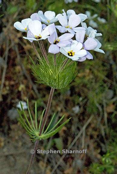 leptosiphon montanus 6 graphic